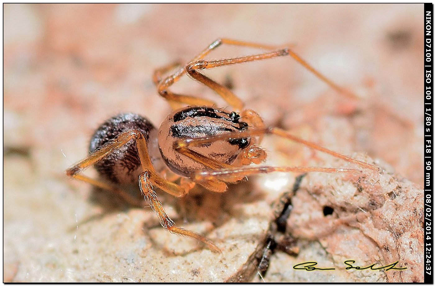Scytodes velutina - Alghero (SS)